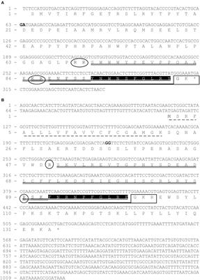 Eel Kisspeptins: Identification, Functional Activity, and Inhibition on both Pituitary LH and GnRH Receptor Expression